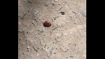 Joaninhas no sexo sem vergonha