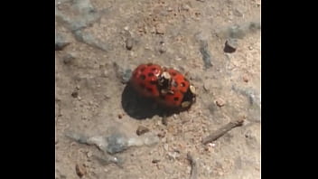 Joaninhas No Sexo Sem Vergonha thumbnail