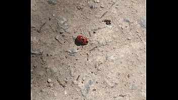 Joaninhas no sexo sem vergonha