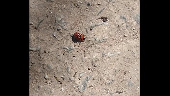 Joaninhas no sexo sem vergonha