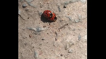 Joaninhas no sexo sem vergonha Joaninhas no sexo sem vergonha