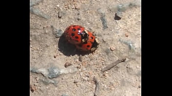 Joaninhas no sexo sem vergonha