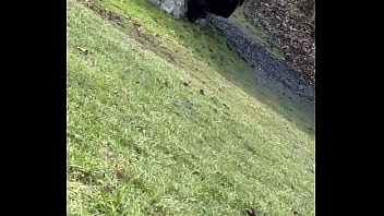 Do you remember my wild cat lara i adpoted from the animal shelter she never had any contact to humans and since a half