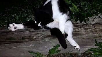 Gangsta by lavon trippy