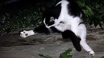 Gangsta by lavon trippy