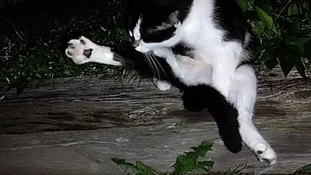 Gangsta by lavon trippy