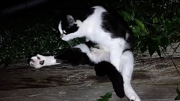 Gangsta by lavon trippy