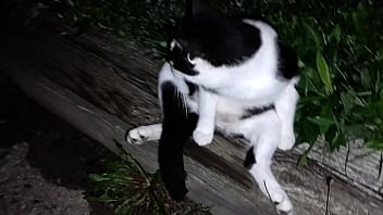 Gangsta By Lavon Trippy thumbnail