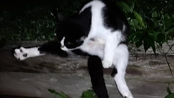 Gangsta by lavon trippy