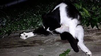 Gangsta by lavon trippy