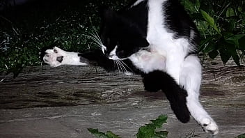 Gangsta by lavon trippy