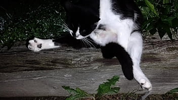 Gangsta by lavon trippy