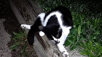 Gangsta by lavon trippy