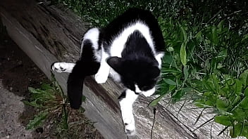 Gangsta By Lavon Trippy thumbnail