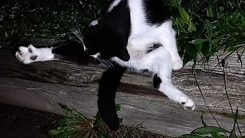 Gangsta by lavon trippy