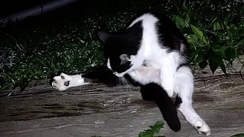 Gangsta by lavon trippy