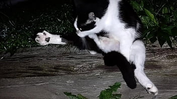 Gangsta by lavon trippy