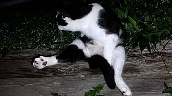 Gangsta by lavon trippy