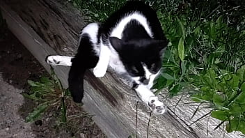 Gangsta by lavon trippy