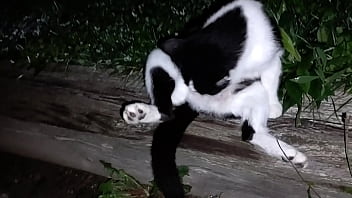 Gangsta by lavon trippy