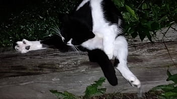 Gangsta by lavon trippy