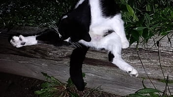 Gangsta by lavon trippy