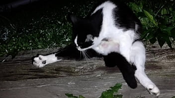 Gangsta by lavon trippy