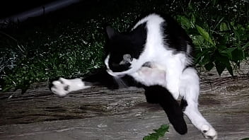 Gangsta by lavon trippy