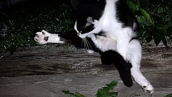 Gangsta by lavon trippy