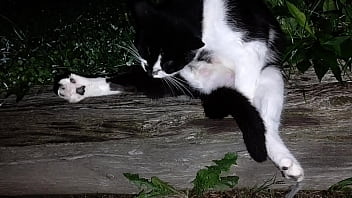 Gangsta by lavon trippy