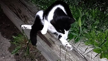 Gangsta by lavon trippy