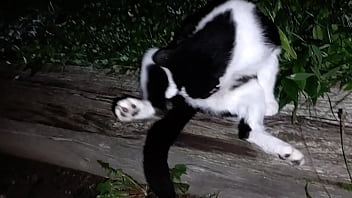 Gangsta by lavon trippy