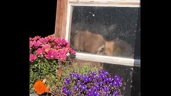 Fancy house with a sweet cow inside what’s the most unexpected thing you’ve found indoors #unexpectedfind #