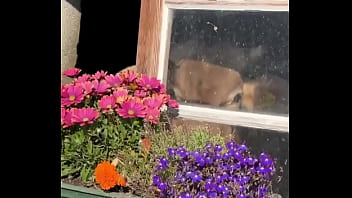 Fancy house with a sweet cow inside what’s the most unexpected thing you’ve found indoors #unexpectedfind #