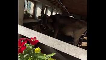 Fancy house with a sweet cow inside what’s the most unexpected thing you’ve found indoors #unexpectedfind #