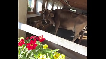 Fancy house with a sweet cow inside what’s the most unexpected thing you’ve found indoors #unexpectedfind #