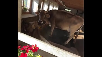 Fancy house with a sweet cow inside what’s the most unexpected thing you’ve found indoors #unexpectedfind #