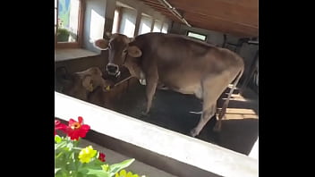 Fancy house with a sweet cow inside what’s the most unexpected thing you’ve found indoors #unexpectedfind #