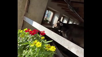 Fancy house with a sweet cow inside what’s the most unexpected thing you’ve found indoors #unexpectedfind #