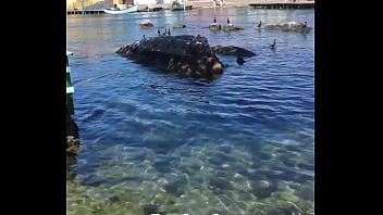 Cantor Mostrando Seu Talento thumbnail