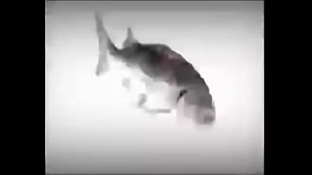 Da fuckin fish spinnin into his sister groins dasdas