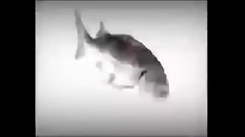 Da fuckin fish spinnin into his sister groins dasdas