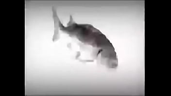 Da fuckin fish spinnin into his sister groins dasdas