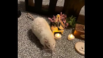 We had a mini funeral for my swiss rat today
