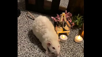 We had a mini funeral for my swiss rat today