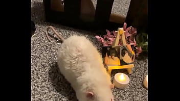 We had a mini funeral for my swiss rat today