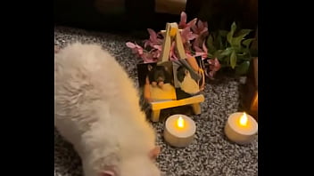 We had a mini funeral for my swiss rat today