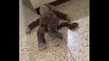 Putita Latina Deseosa De Verga Enseñando Los Calzones thumbnail