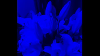 I have lilies in my room now#flowers