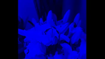 I have lilies in my room now#flowers